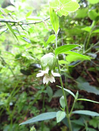 2020_0629-D1_關山便當~向陽工作站~向陽山屋_96_狗筋蔓.JPG