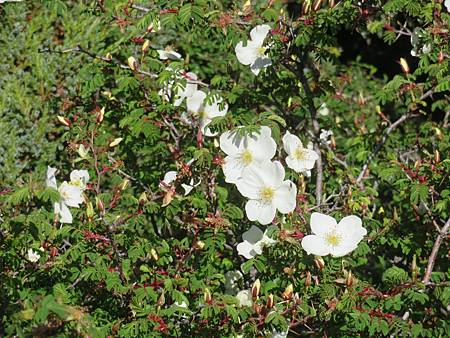 2020_0630-D2_向陽山~三叉山~拉庫音溪山屋_101_玉山薔薇.JPG