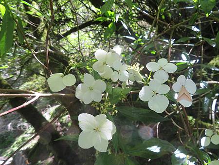 2020_0705-D7_八通關山~觀高坪~樂樂山屋~東埔_173_八通關山古道_華八仙.JPG