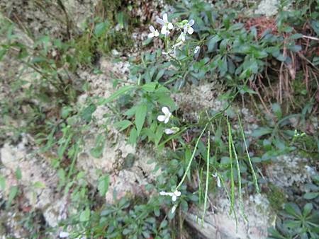 2020_0705-D7_八通關山~觀高坪~樂樂山屋~東埔_165_八通關山古道_玉山筷子芥.JPG