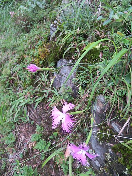 長萼瞿麥2020_0705-D7_八通關山~觀高坪~樂樂山屋~東埔_265_八通關山古道_長萼瞿麥.JPG