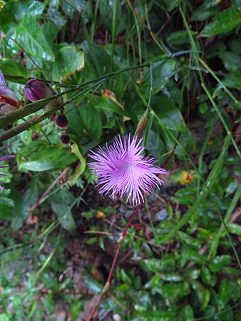 2020_0705-D7_八通關山~觀高坪~樂樂山屋~東埔_270_八通關山古道_玉山石竹.JPG