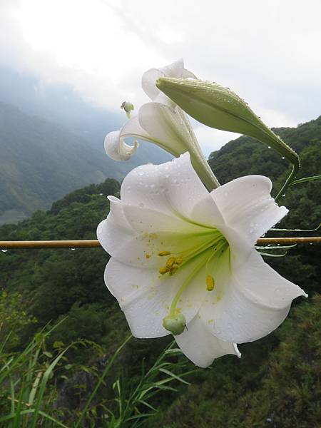 2020_0705-D7_八通關山~觀高坪~樂樂山屋~東埔_279_八通關山古道_台灣百合.JPG