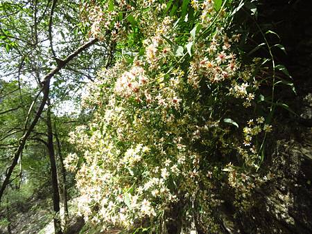 2021_1020_7_中央金礦山屋~東埔登山口_176_台灣馬蘭.JPG