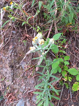 2021_1020_7_中央金礦山屋~東埔登山口_238_假秋鼠麴草.JPG