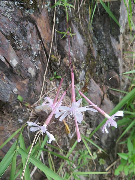 2021_1020_7_中央金礦山屋~東埔登山口_242_蠅子草.JPG