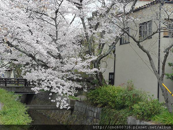 京都-哲學之道 08.JPG