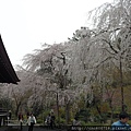 京都-嵐山 天龍寺 05.JPG