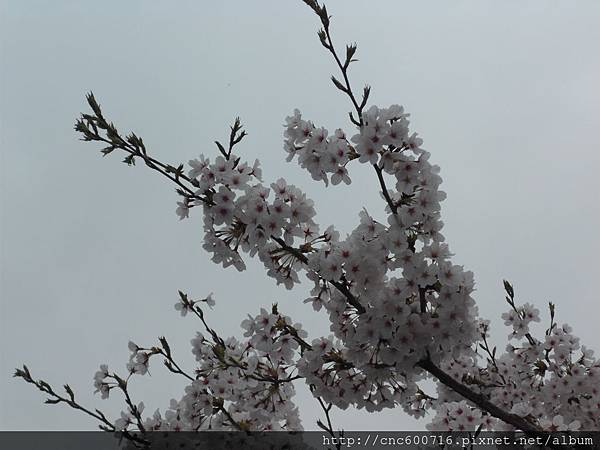 京都-嵐山 渡月橋 06.JPG