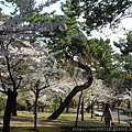 神戶-須磨浦公園 03.JPG