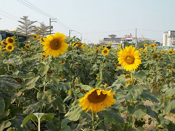 2013.12.橋頭花田 09.JPG