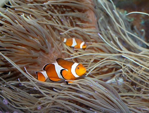 奧克蘭-凱利達頓水族館  14.jpg