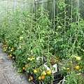 IMG_0050