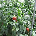 IMG_0055