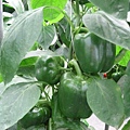 色澤美麗的綠甜椒園_191ascd