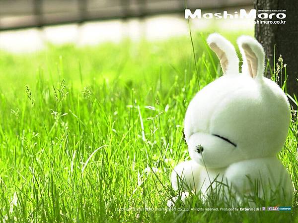 rabbit04.jpg
