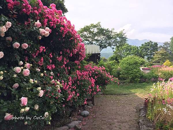日本北九州 久住花公園 Coco的溫馨園地 痞客邦 日本北九州 久住花公園 Coco的溫馨園地 痞客邦