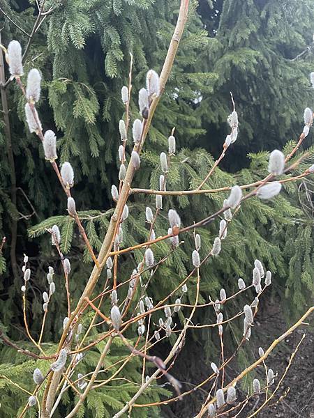 性別平權的芬蘭