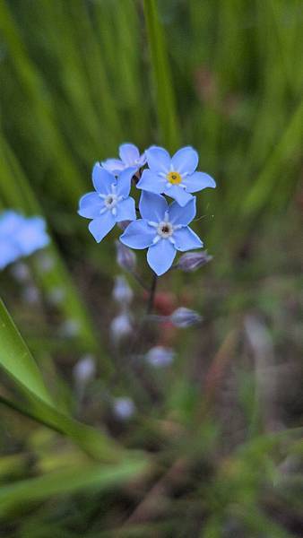 抖音歌進入幼稚園