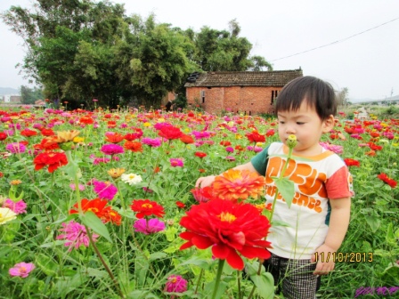 蘆竹花海 (8).jpg