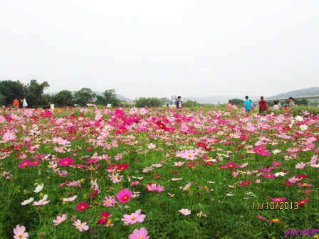 蘆竹花海 (28).jpg