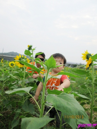 蘆竹花海 (81).jpg