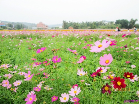 蘆竹花海 (87).jpg