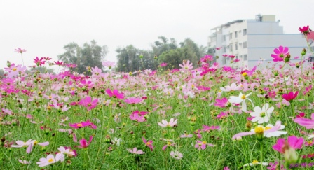 蘆竹花海 (135).jpg