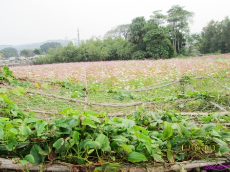 蘆竹花海 (141).jpg