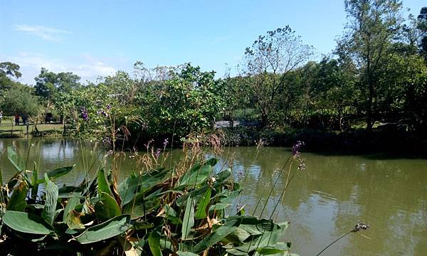 桃園八德埤塘生態公園 (6).jpg