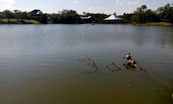 桃園八德埤塘生態公園 (20).jpg