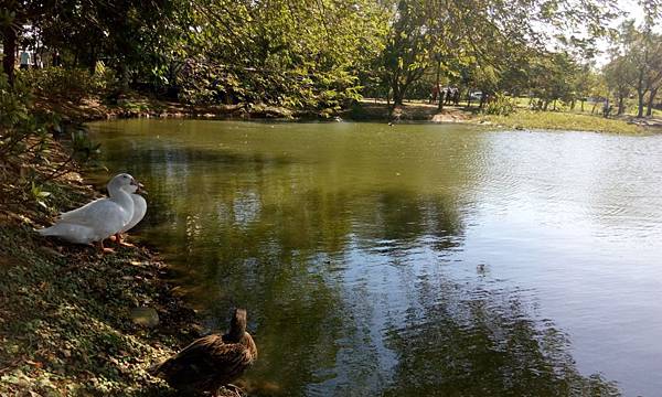 桃園八德埤塘生態公園 (21).jpg