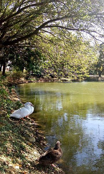 桃園八德埤塘生態公園 (22).jpg