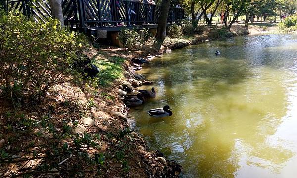 桃園八德埤塘生態公園 (24).jpg