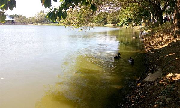 桃園八德埤塘生態公園 (25).jpg