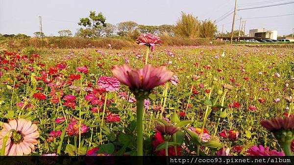 2017桃園彩色海芋季 (3).jpg