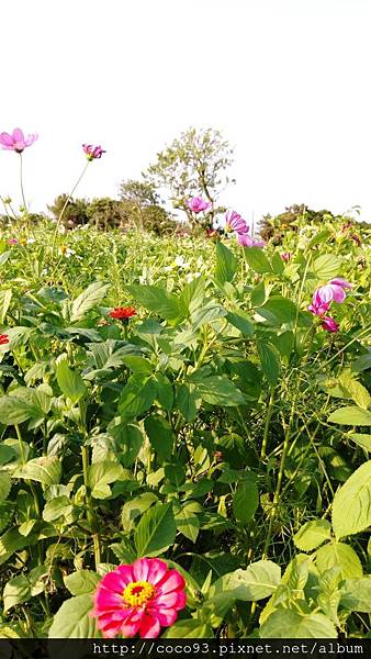 2017桃園彩色海芋季 (13).jpg