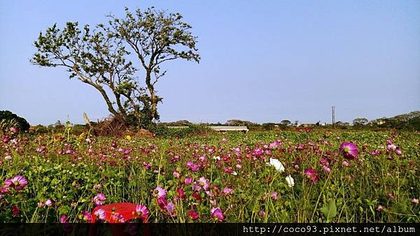 2017桃園彩色海芋季 (14).jpg