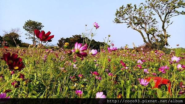 2017桃園彩色海芋季 (15).jpg