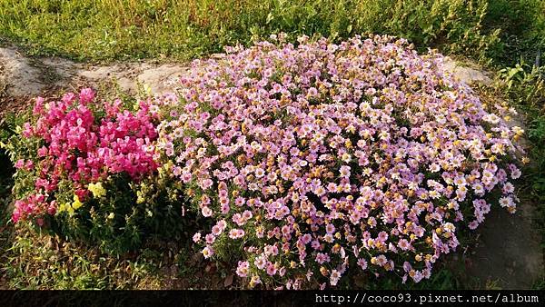 2017桃園彩色海芋季 (23).jpg