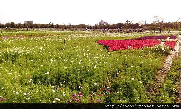 2017桃園彩色海芋季 (39).jpg