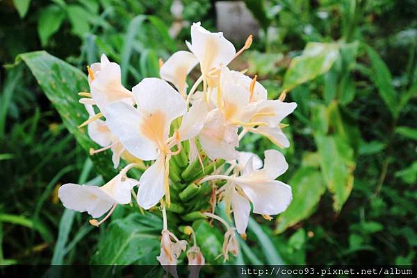 花泉休閒農場  (3).jpg