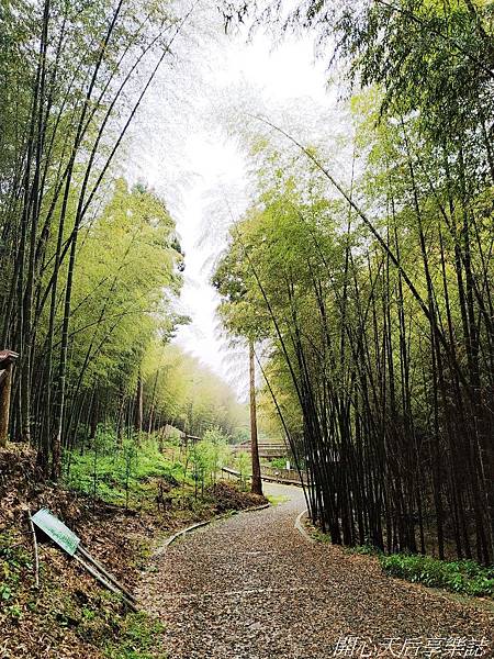 雲林古坑草嶺石壁森林療癒小旅行 (11).jpg