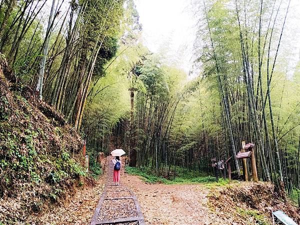 雲林古坑草嶺石壁森林療癒小旅行 (12).jpg