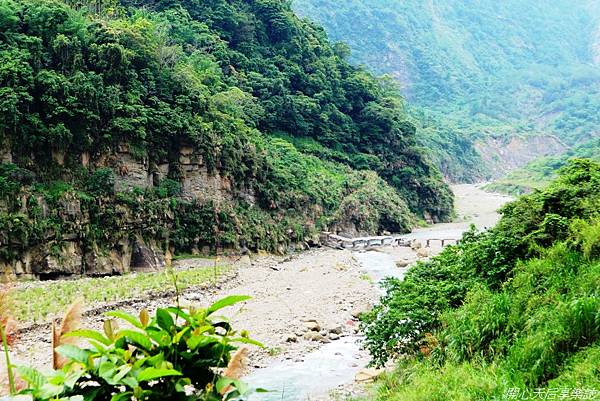 雲林古坑草嶺石壁森林療癒小旅行 (39).jpg