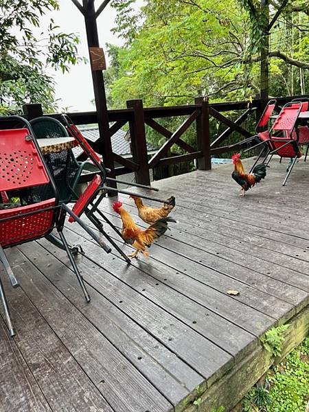 山水緣庭園景觀餐廳♡龍潭客家美食推薦|桃園楊梅寵物友善餐廳