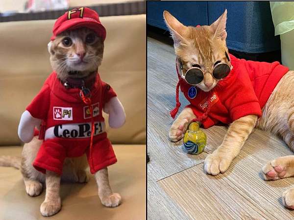 貓 室內貓飼料ptt 跟你說 Cp值最高的寵物店在那 信用不良無勞保薪轉怎麼貸款 痞客邦 貓 室內貓飼料ptt 跟你說 Cp值最高的寵物店在那 信用不良無勞保薪轉怎麼貸款 痞客邦