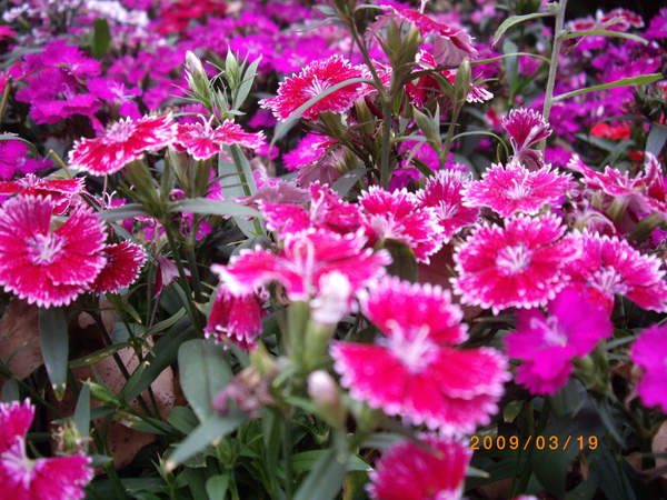 花 花