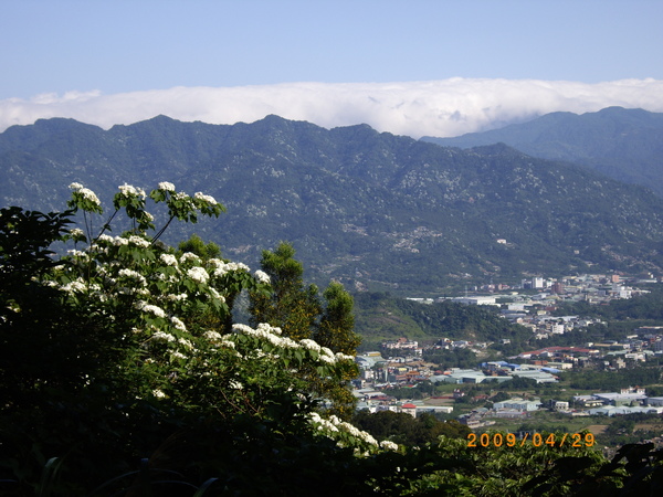 油桐残景