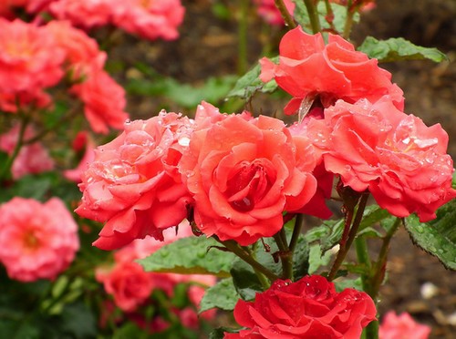 玫瑰花語 玫瑰花語